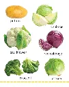 MY_BIG_BOARD_BOOK_-_VEGETABLES_s_Page_2.webp