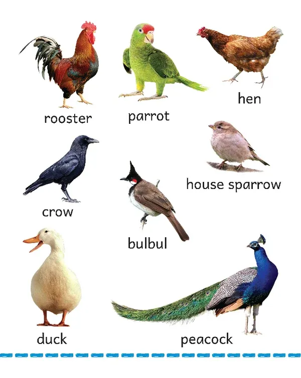 MY_BIG_BOARD_BOOK_-_BIRDS_2.webp