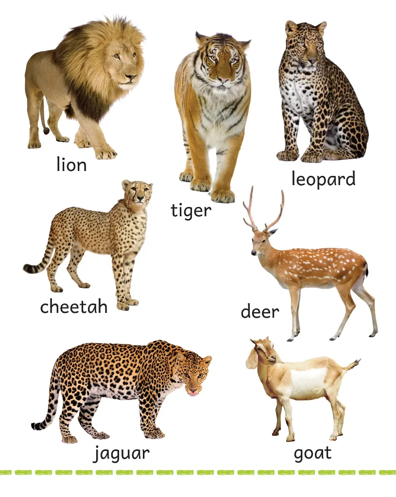 MY_BIG_BOARD_BOOK_-_Animals_s_Page_2.webp