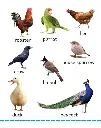 MY_BIG_BOARD_BOOK_-_BIRDS_2.webp