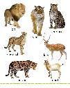MY_BIG_BOARD_BOOK_-_Animals_s_Page_2.webp